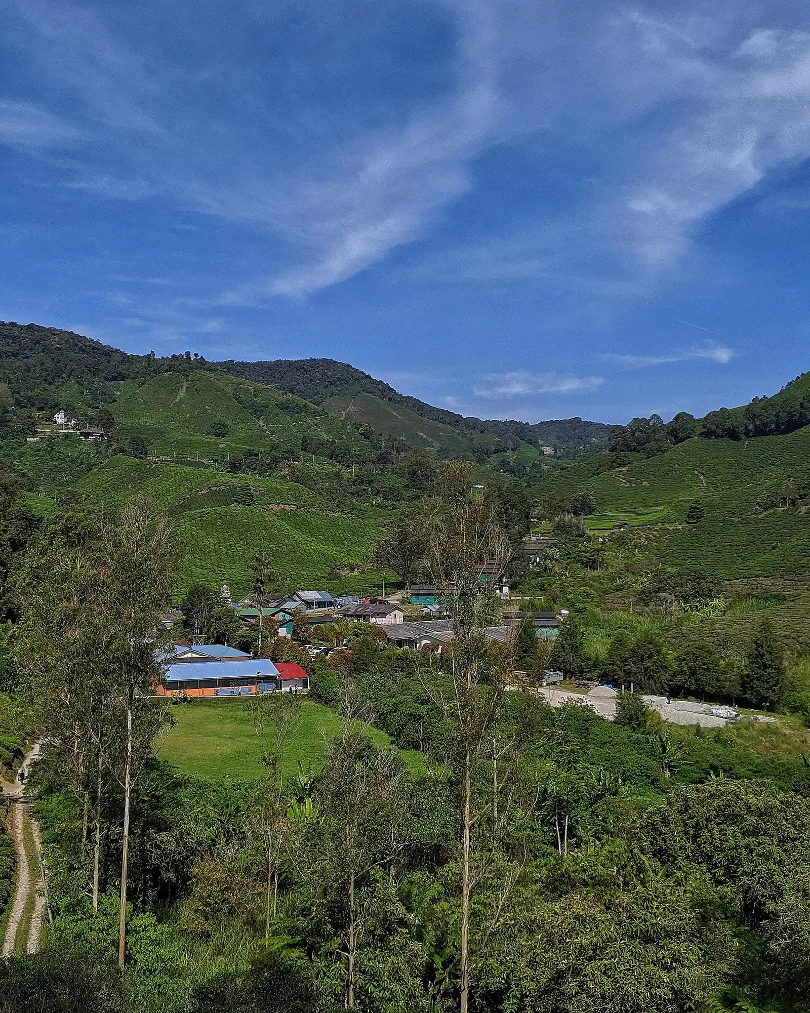 Valley of tea fields and farms with a cluster of village roofs