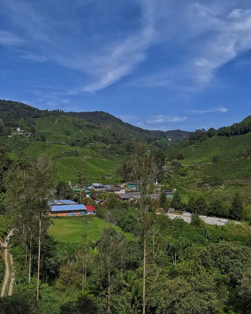 Valley of tea fields and farms with a cluster of village roofs