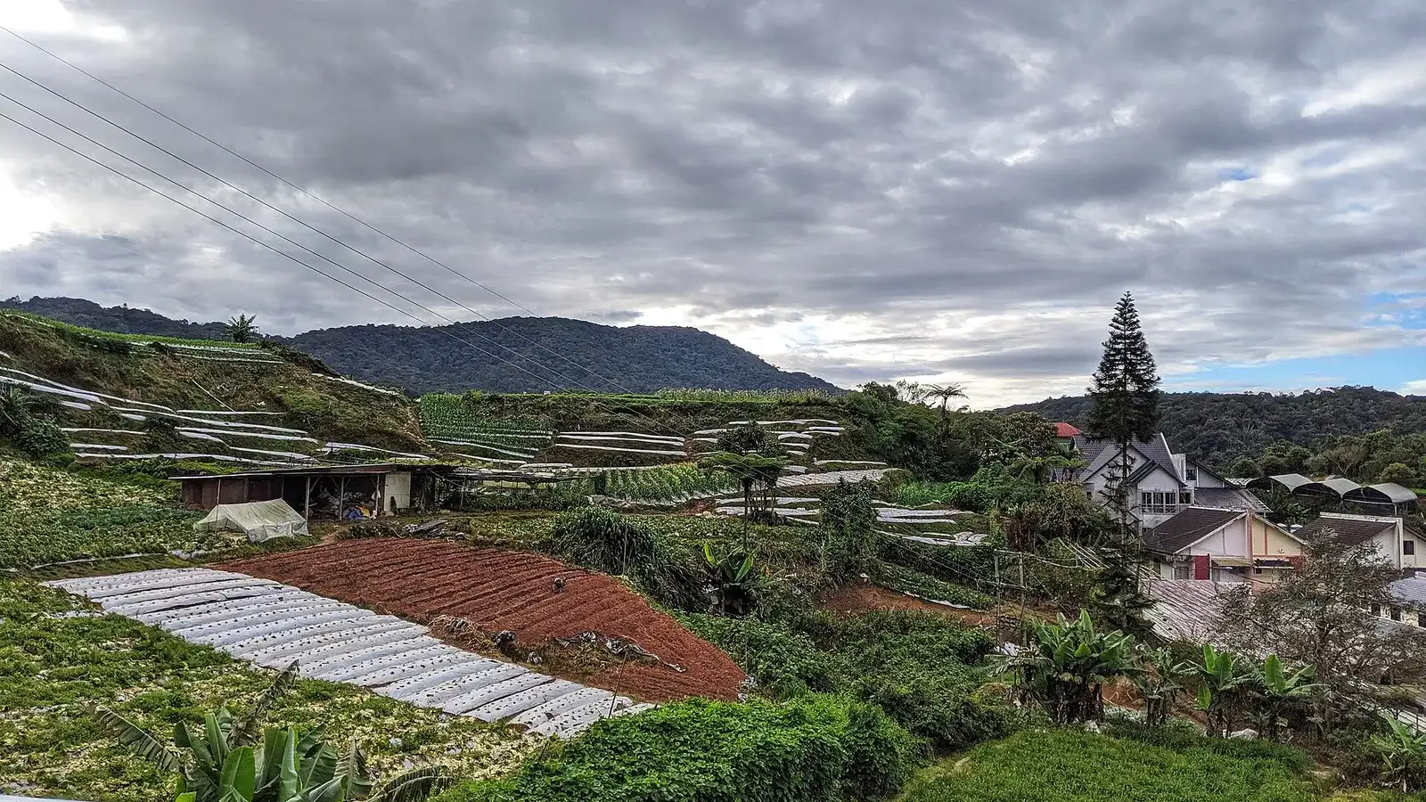 Farm plots, greenhouses and a steep-roofed house under a grey sky
