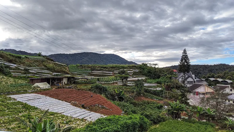 Farm plots, greenhouses and a steep-roofed house under a grey sky